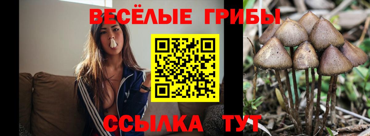 Галлюциногенные грибы Psilocybine cubensis Куйбышев
